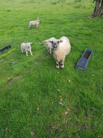 Image 3 of ewe with twin ewe lambs