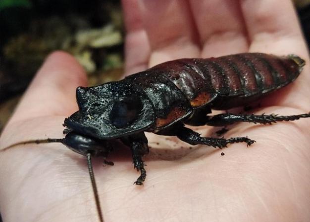 Image 4 of Madagascan Hissing Roaches - Males and Females