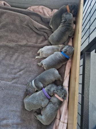 Image 6 of Litter of 7 french bulldogs