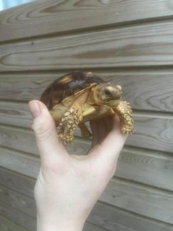 Image 2 of 9months old sulcata tortoises for sale