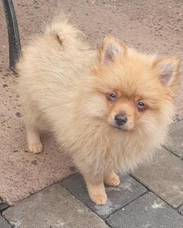 Image 1 of pomeranian puppy ready to leave