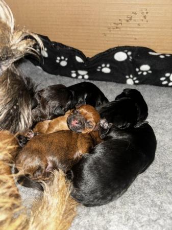 Image 2 of Border terrier / cairn x toy poodle