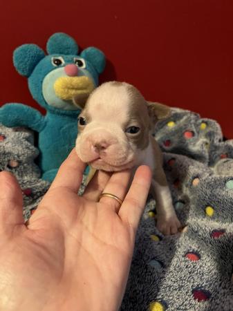 Image 8 of chunky rare colours full pedigree blue eyed Boston terriers