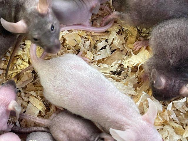 Preview of the first image of Hairless mice for sale , limited number only.