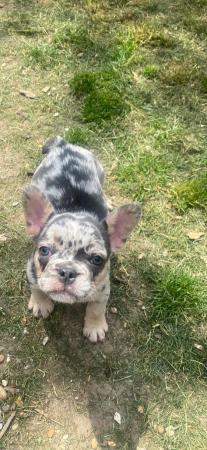 Image 4 of Last lilac merl male French bulldog
