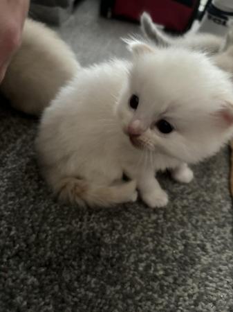 Image 2 of ALL SOLD Ragdoll kittens