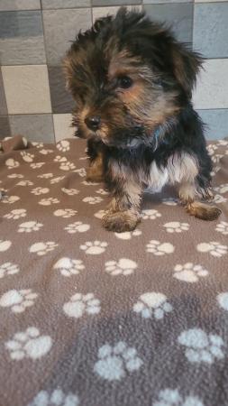 Image 6 of Yorkshire terrier puppys