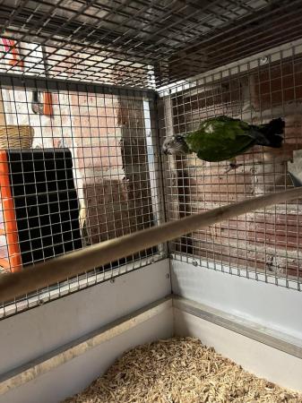 Image 4 of DNA sexed Proven pair Senegal parrots & aluminium set ups