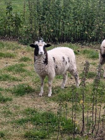 Image 1 of 2 jacob ewe lambs ........