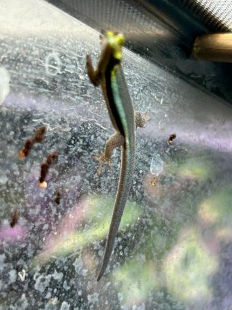 Image 5 of Neon Day Gecko Phelsuma klemmeri Babies  for sale