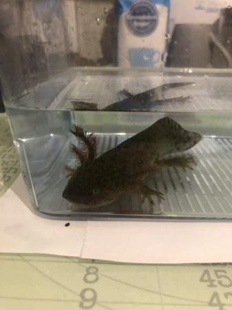 Image 2 of Axolotls looking for their forever home