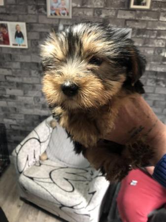 Image 11 of Yorkshire terrier puppies