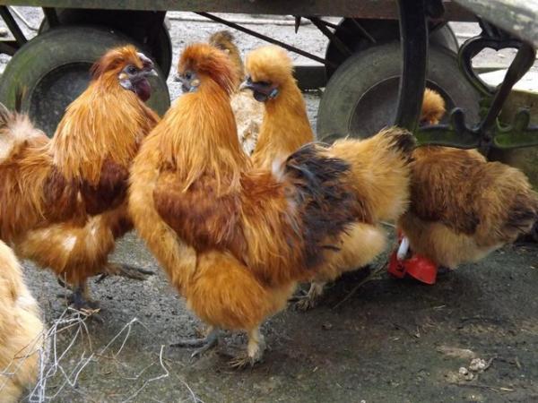 Image 3 of Warren Chickens/Pullets for sale,
