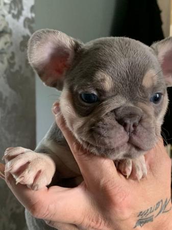 Image 12 of French bull dog puppies kc registered