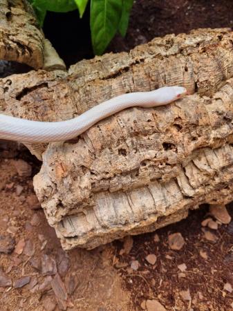 Image 9 of OMG Beautiful white snake