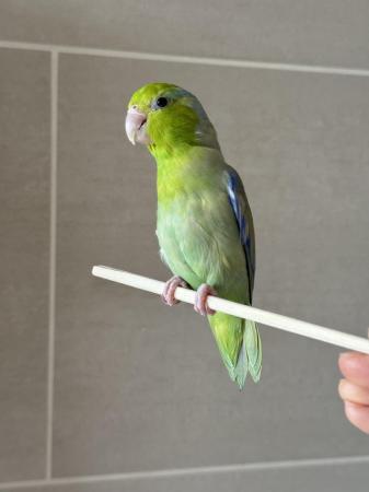 Image 4 of Beautiful male Parrotlet for sale in London