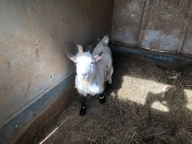 Preview of the first image of 8 month old billy Pygmy goat forsale.