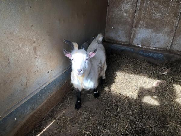 Image 1 of 8 month old billy Pygmy goat forsale