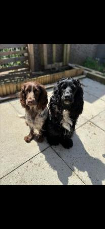 Image 3 of Cocker spaniel puppies ready on 24th may