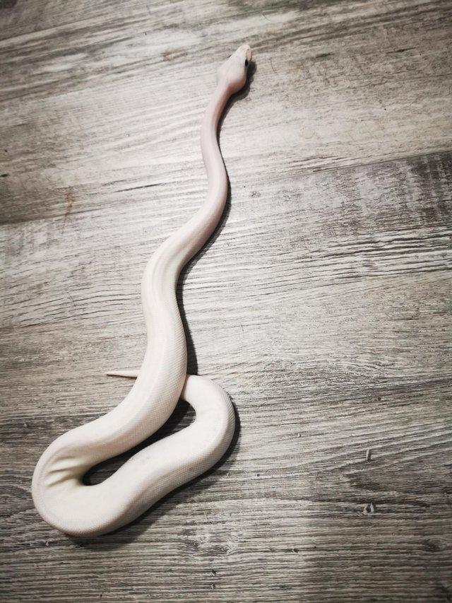Preview of the first image of Ball Python Collection for sale.