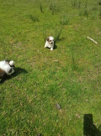 Image 4 of 3 male shih tzu puppys ready to leave 16th may