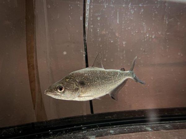 Image 3 of Serrasalmus Elongatus (Pike Piranha)