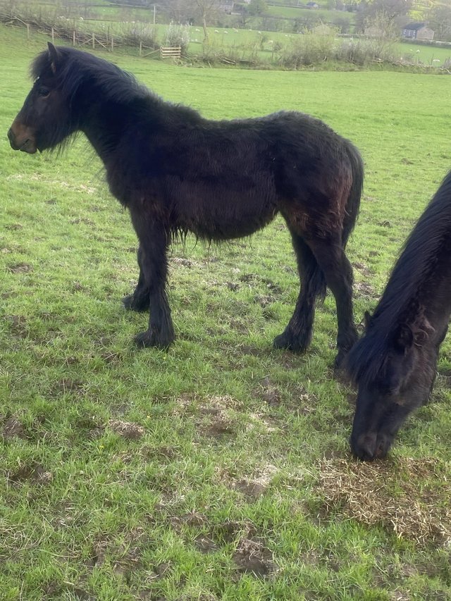 Preview of the first image of Registered fell pony filly.