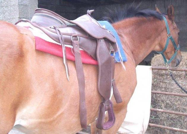 Image 4 of Western Saddle Treeless Brown Leather 16" Adult Size