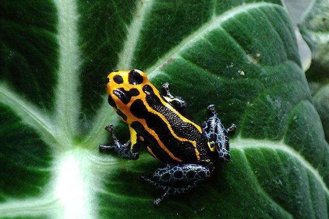 Image 2 of Ranitomeya imitator Varadero dart frog thumbnail Froglets