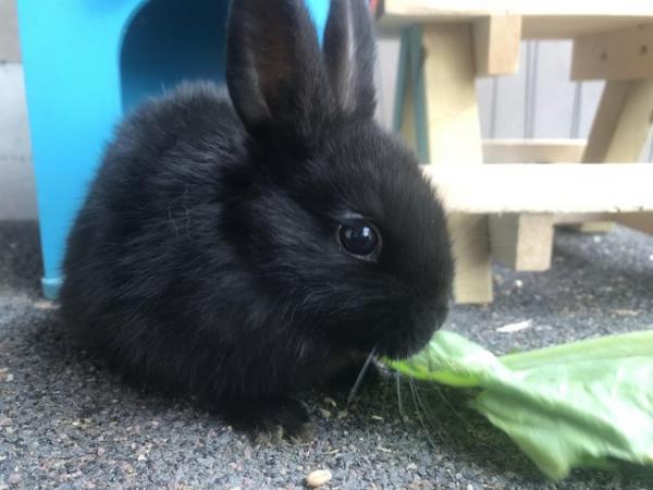 Image 4 of Mini lop bunnies for sale