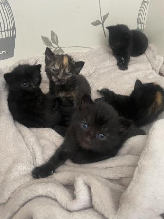 Image 7 of Mixed breed kittens ready 21st june