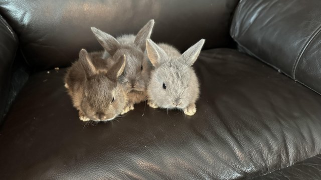 Image 3 of 6 weeks mini lop rabbits ready now