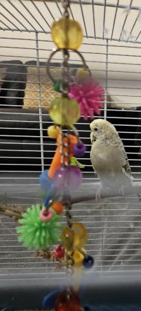 Image 2 of 1 year old female budgie