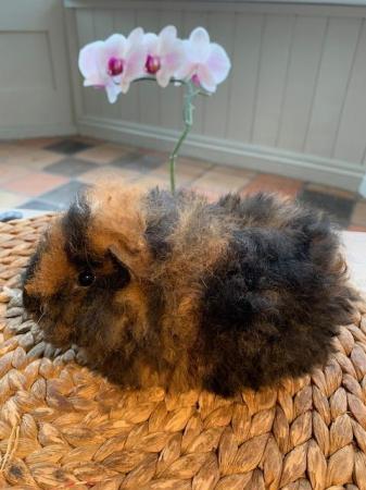 Image 10 of Beautiful Guinea Pig Babies and Young HP18
