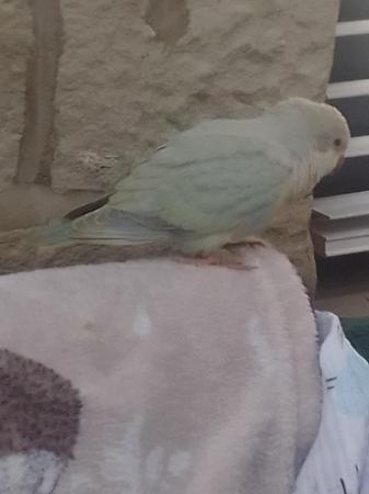 Image 11 of DNA tested baby Quaker parrots looking for loving homes