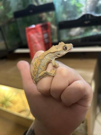Image 5 of 6 month old crested gecko Unsexed juvenile For sale - £35