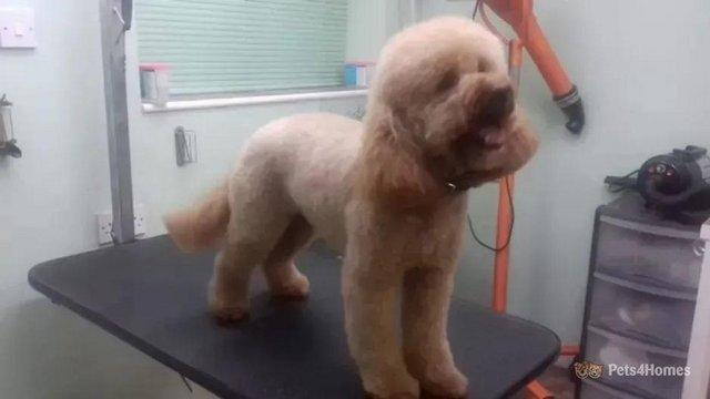 Image 3 of Red Health Tested Miniature Poodle Stud