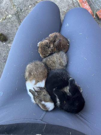 Image 1 of Mini lop rabbits for sale ready in 3 weeks