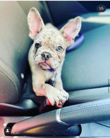 Image 5 of Female French Bulldog for sale