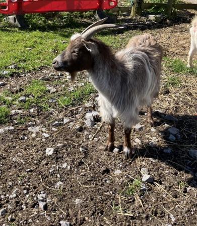 Image 2 of Two Pygmy nanny goats for sale