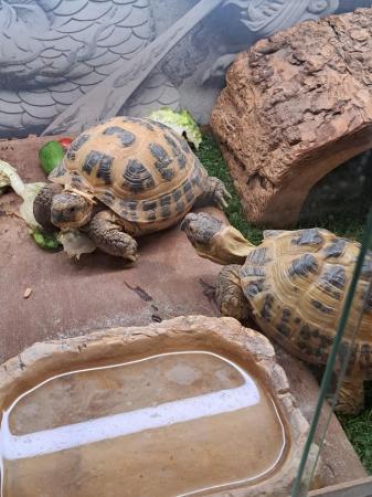 Image 5 of Tortoises and vivarium for sale