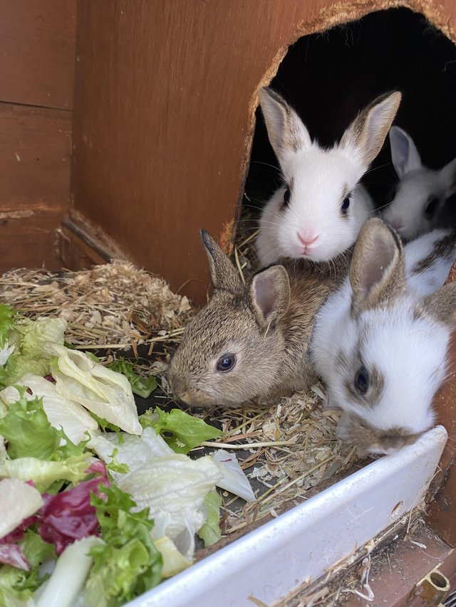 Preview of the first image of Beautiful mixed litter of baby bunnies.