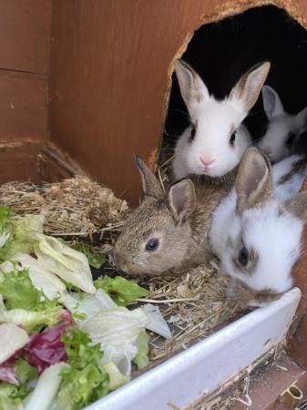 Image 1 of Beautiful mixed litter of baby bunnies