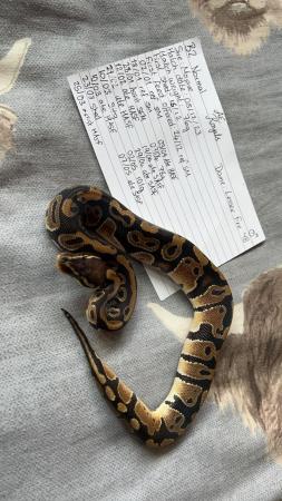 Image 7 of Baby Royal Pythons available