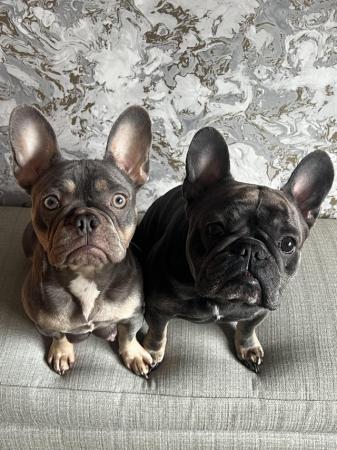 Image 2 of French Bulldogs**Ready to leave next week**