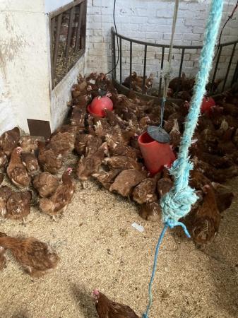 Image 2 of Ex barn hens warrens 15 months old