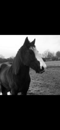 Image 1 of SOLD Lady, 14.3 hh Irishcob mare for sale