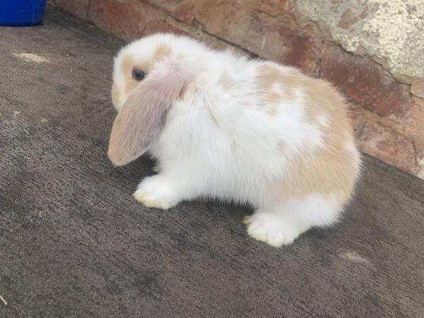 Image 4 of Mini lop baby ready on the 28th