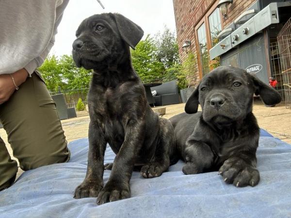 Image 12 of Cane corso x Rottweiler puppies