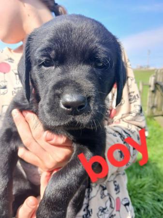 Image 5 of Beautiful chunky KC registered labrador puppies